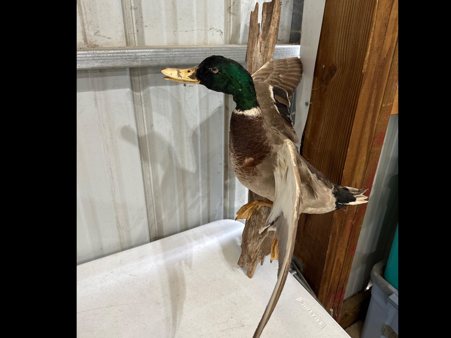 Mounted Duck