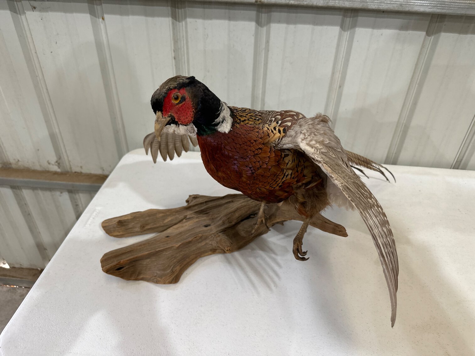 Mounted Pheasant