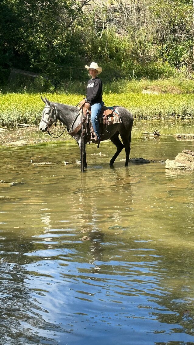 Image for Interstate Regional Stockyards Horse Sale - Cuba, Missouri September 20th
