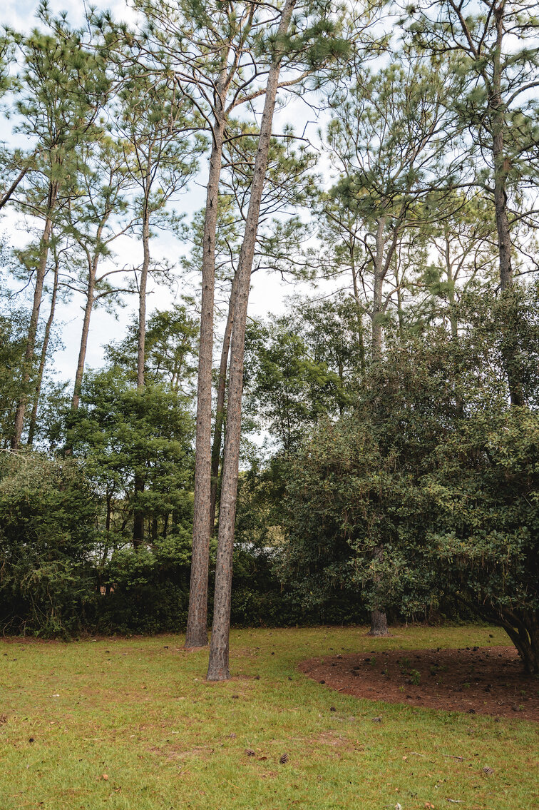 Image for Home in Carlton Woods Subdivision- 112 Loblolly Rd