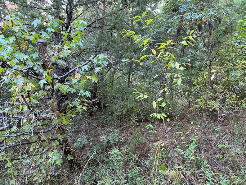 Image for Louisa County, VA Sale of Tax Delinquent Sale Real Estate