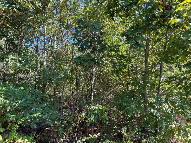 Image for Louisa County, VA Sale of Tax Delinquent Sale Real Estate