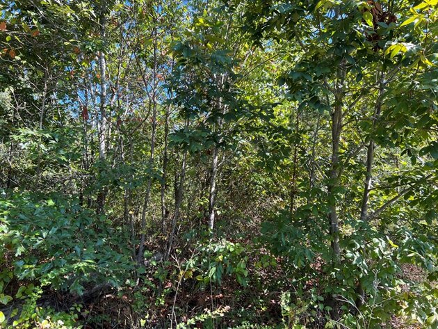 Image for Louisa County, VA Sale of Tax Delinquent Sale Real Estate