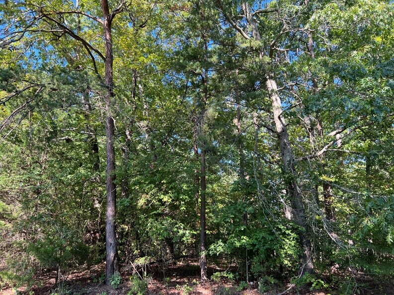 Julie E. (Taylor) Patterson, on or near Porter Town Rd, 1.00 AC +/-, 1.5 mi S of Town of Gordonsville, Acct. 8244, Tax Map 8244