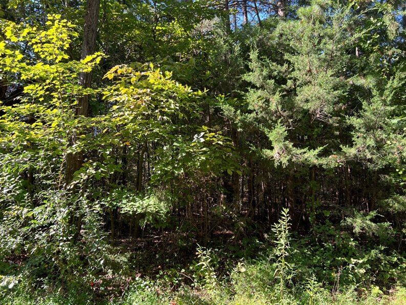 Joseph & Nancy Tate, on or near Porter Town Rd, 3.00 AC +/-, Green Springs Magisterial District, Acct. 8276, Tax Map 9-22
