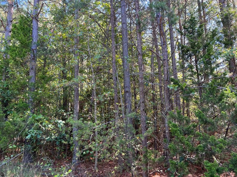 Costello Jackson & Rebecca Jones, on or near Laura Creek Rd, 16.00 AC +/-, Green Springs Magisterial District, Acct. 17603, Tax Map 42-76 