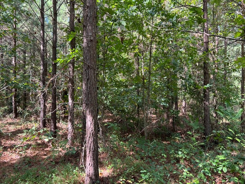 Rose T. Mitchell & Geneva T. Findley, near Goldmine Rd & Bibb Store Rd, 10.00 AC +/-, Louisa Courthouse Magisterial District, Acct. 11162, Tax Map 14-39 