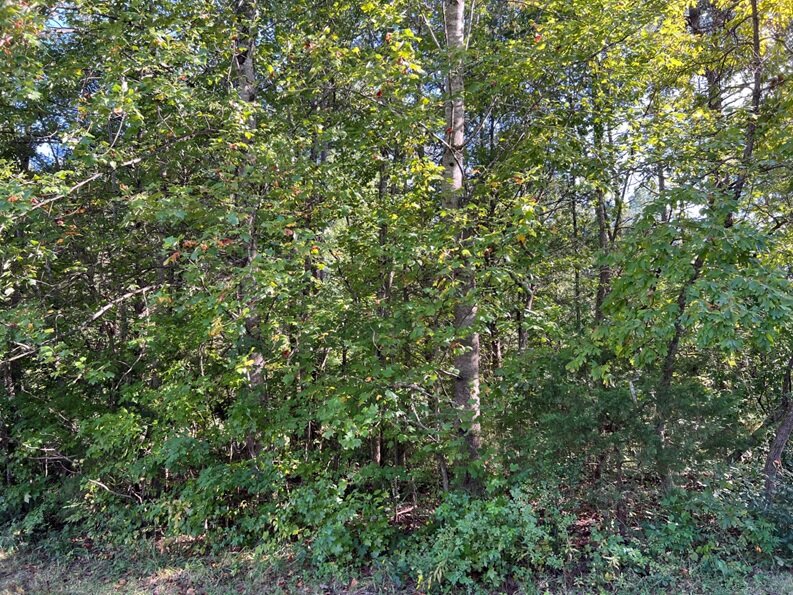 Ellis Quarles, near I64 & Three Notch Rd, 6.1 AC +/-, Lot No. 7, Louisa Magisterial District, Acct. 13127, Tax Map 78-1-7