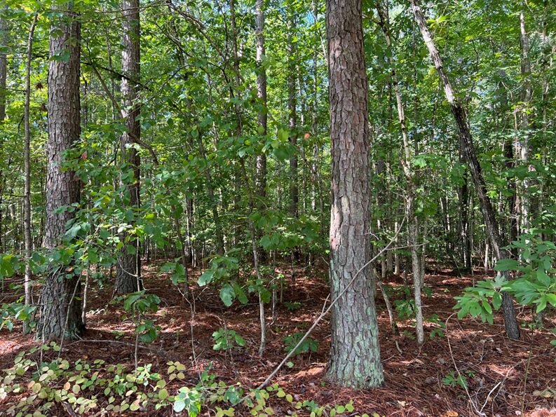 Sugarland Properties, LLC, near Fredericks Hall Rd, 19.54 AC +/-; Cuckoo Magisterial District, Acct. 13686, Tax Map 61-83