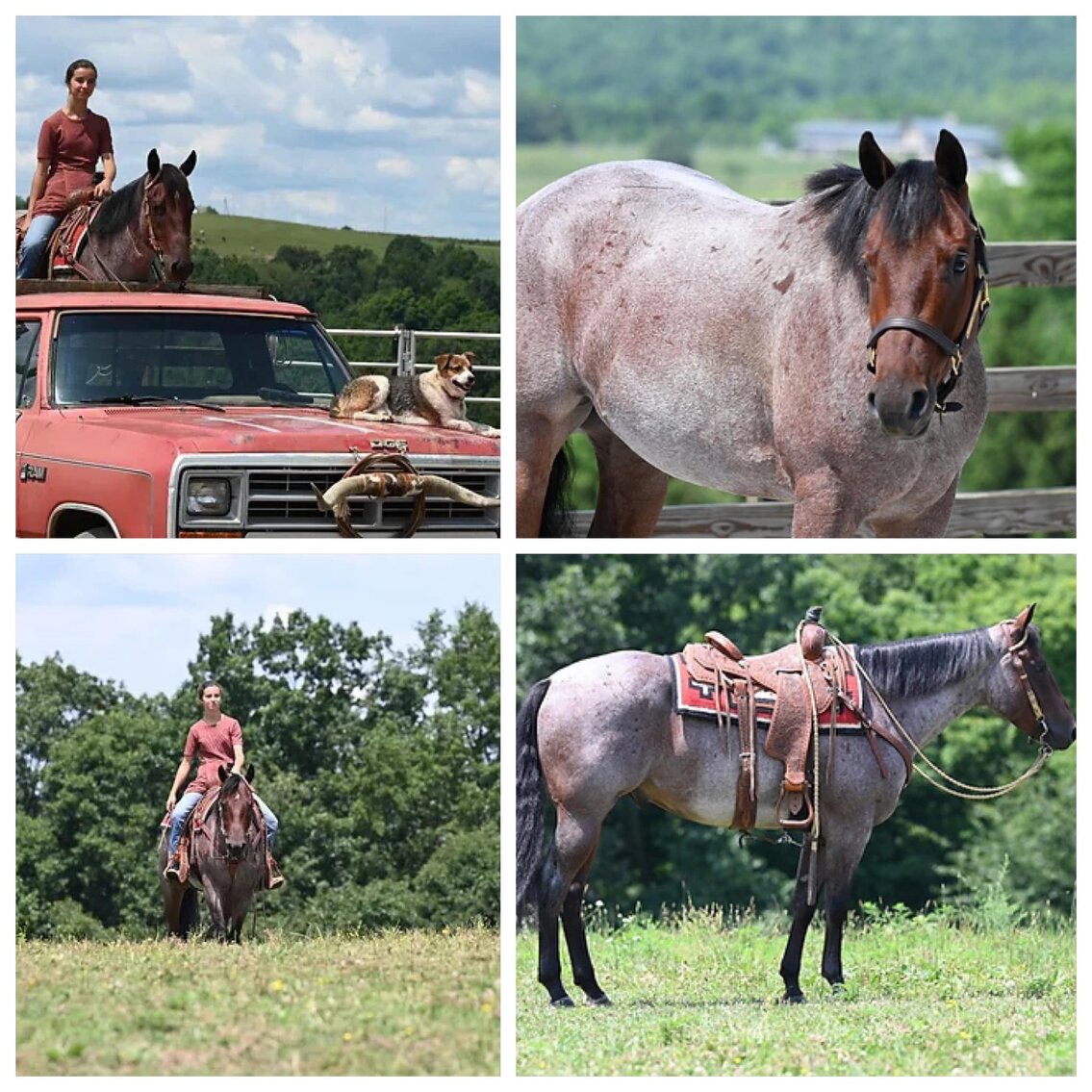 Image for The Horseman's Mission Select Sale