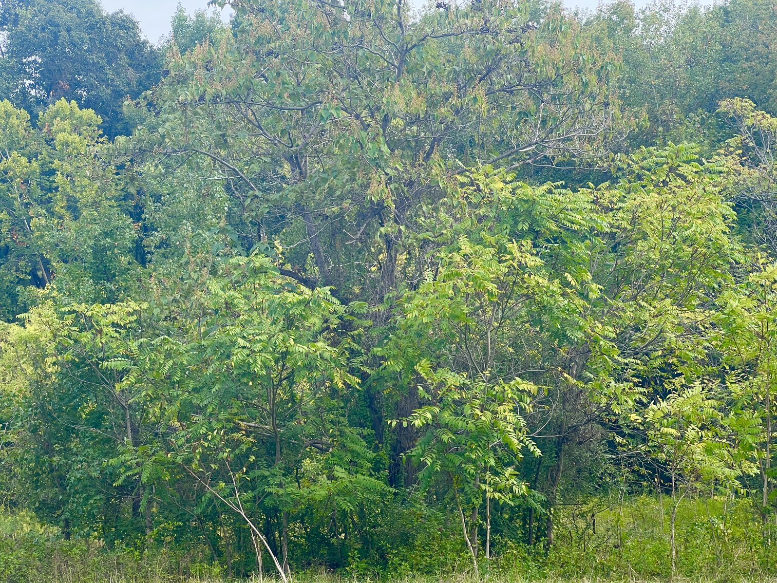 Image for Henrico County, VA Sale of Tax Delinquent Real Estate