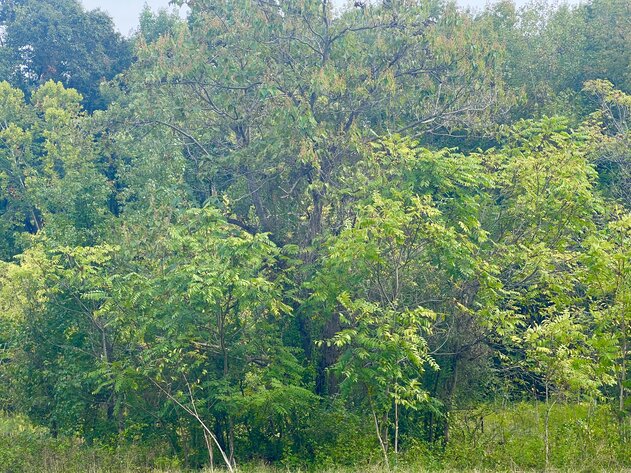 Image for Henrico County, VA Sale of Tax Delinquent Real Estate