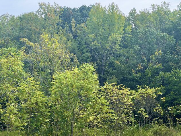 Image for Henrico County, VA Sale of Tax Delinquent Real Estate