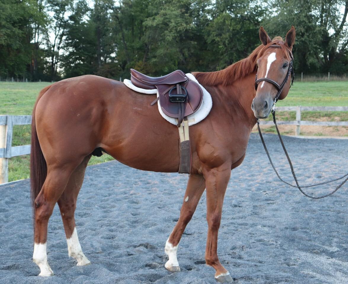 Legacy Livestock Fall Kickoff Horse Sale SATURDAY September 30th