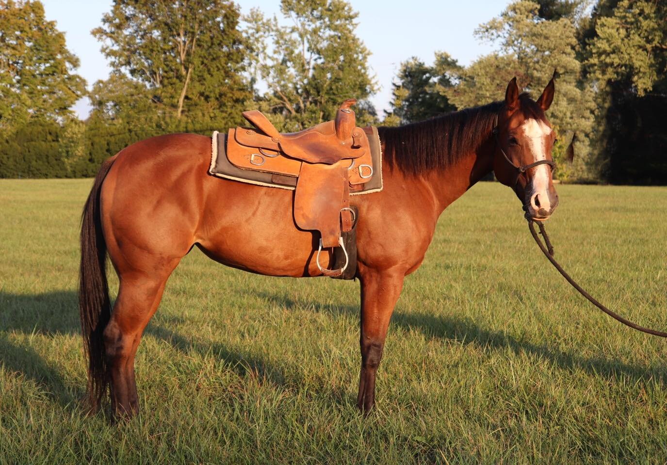 Legacy Livestock Fall Kickoff Horse Sale SATURDAY September 30th