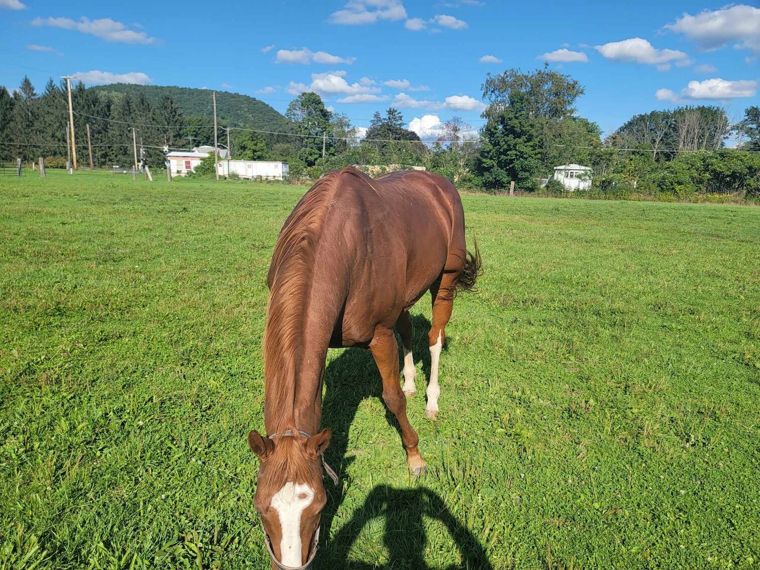 Image for Cliver INC- Fall Extravaganza Horse Sale