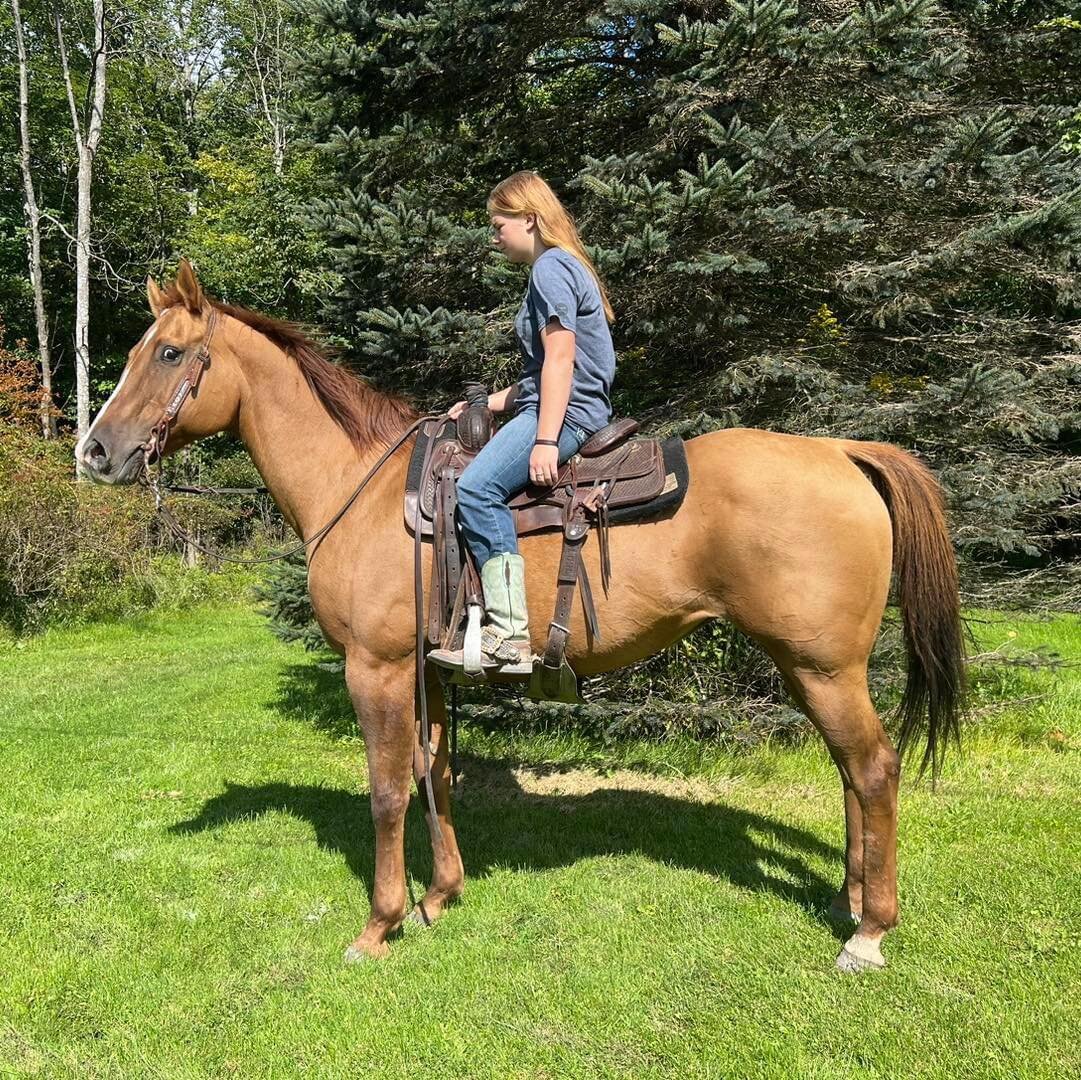 Image for Cliver INC- Fall Extravaganza Horse Sale