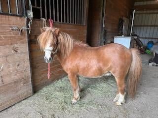 Image for Cliver INC- Fall Extravaganza Horse Sale