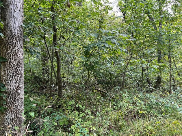 Image for Warren County, VA Sale of Tax Delinquent Real Estate