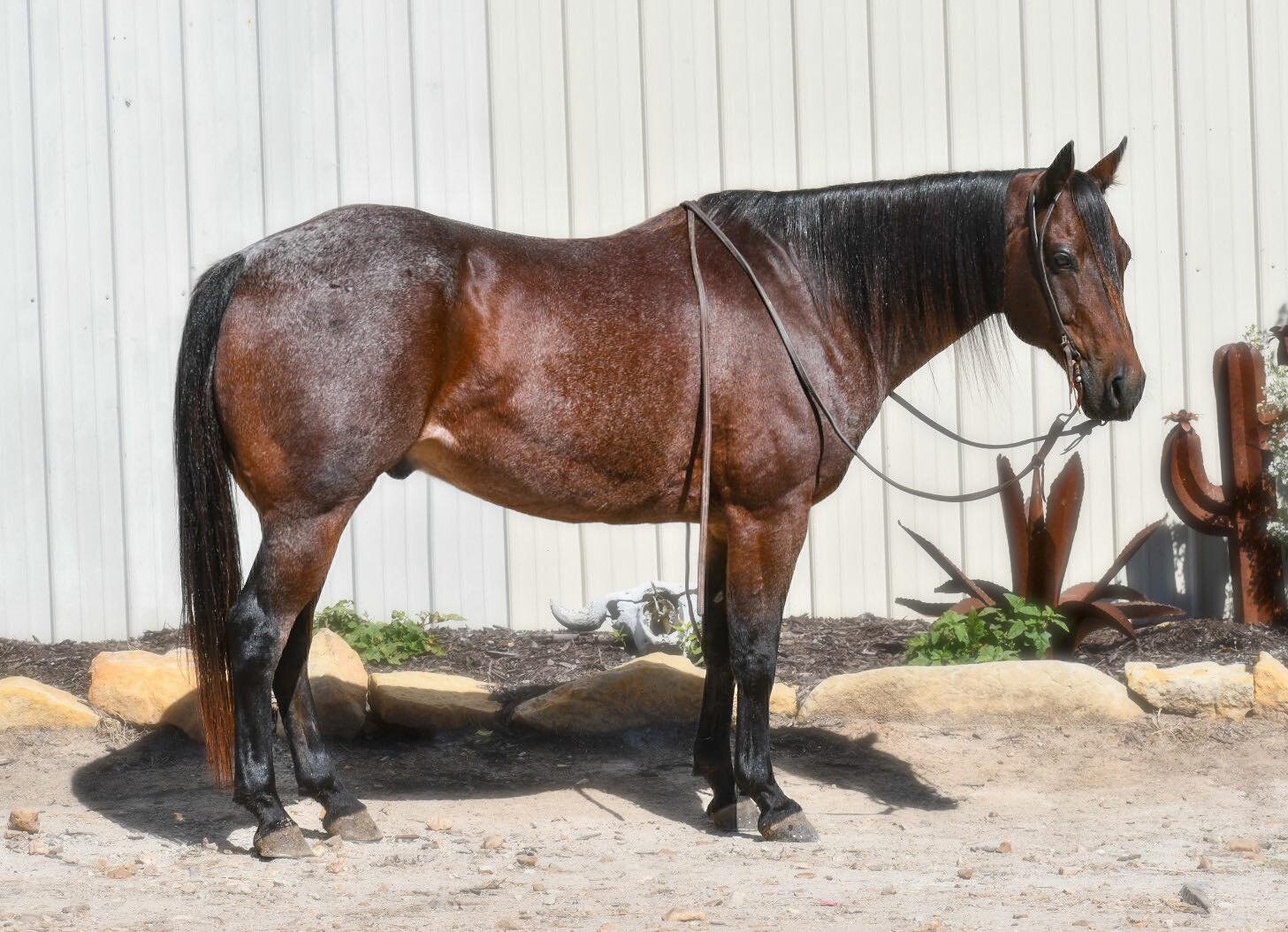 Image for Jones Livestock Auction SPECIAL HORSE & TACK SALE! SUNDAY - OCTOBER 15TH!
