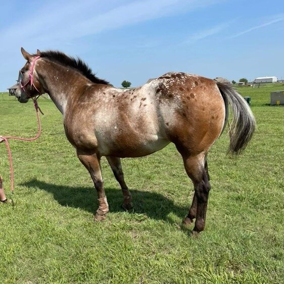 Image for Jones Livestock Auction SPECIAL HORSE & TACK SALE! SUNDAY - OCTOBER 15TH!