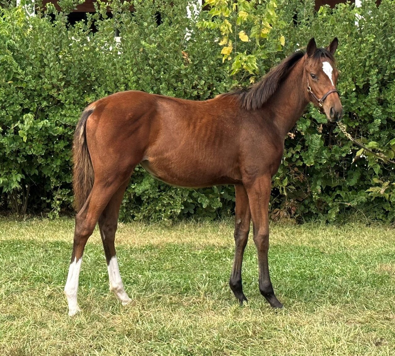 Image for ITOBA Fall Mixed DIGITAL SALE - ENTIRELY ONLINE! October 16th-19th