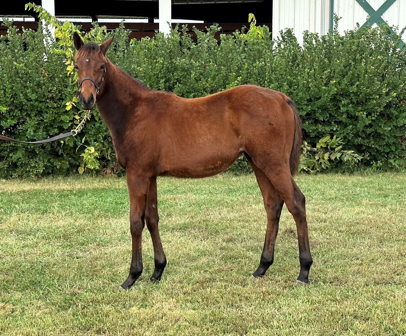 Image for ITOBA Fall Mixed DIGITAL SALE - ENTIRELY ONLINE! October 16th-19th