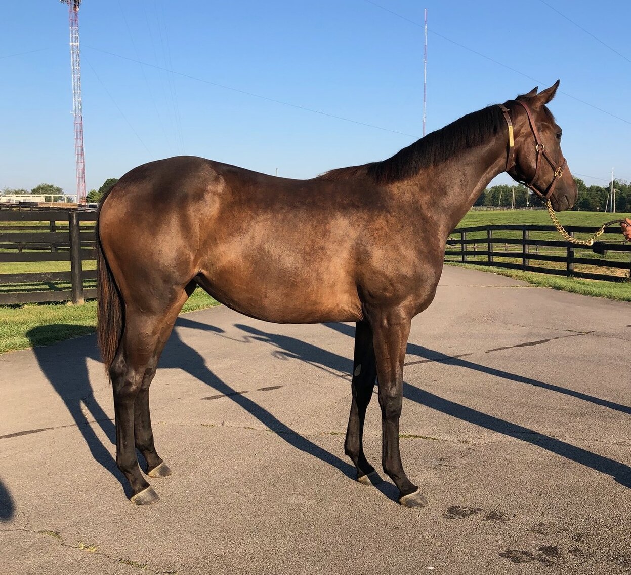 Image for ITOBA Fall Mixed DIGITAL SALE - ENTIRELY ONLINE! October 16th-19th