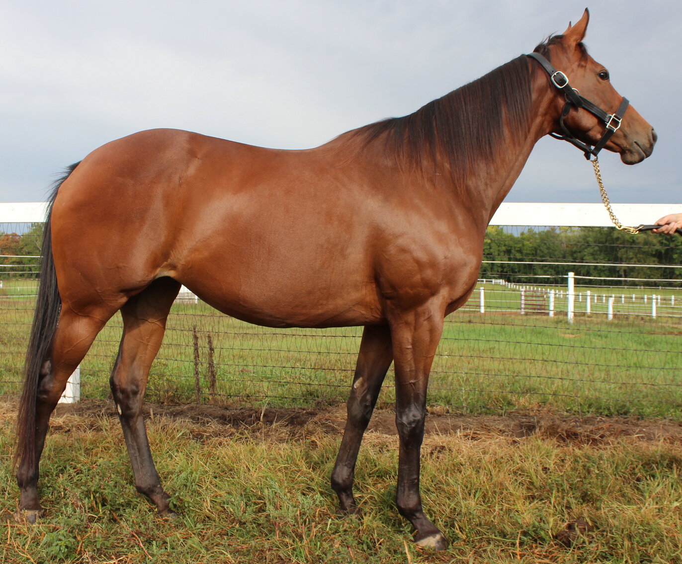 Image for ITOBA Fall Mixed DIGITAL SALE - ENTIRELY ONLINE! October 16th-19th