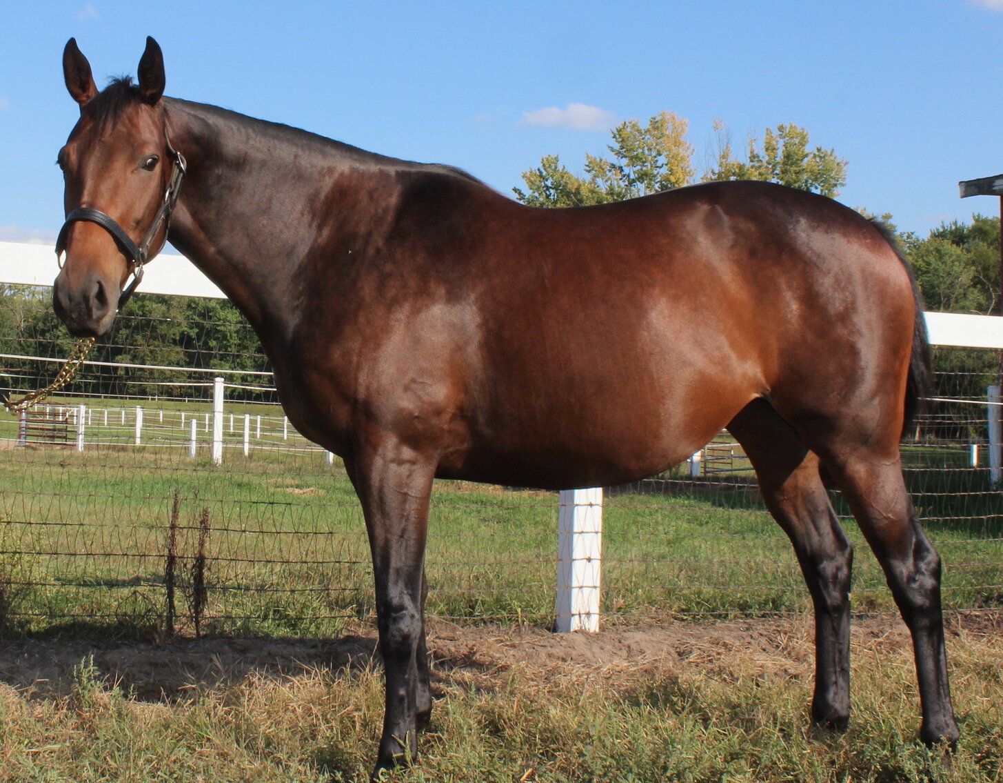 Image for ITOBA Fall Mixed DIGITAL SALE - ENTIRELY ONLINE! October 16th-19th