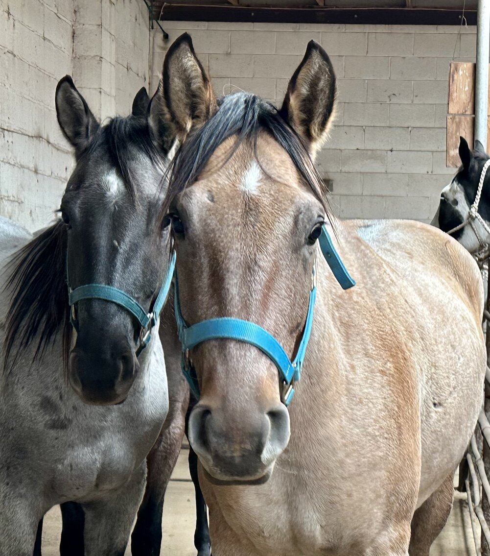 Central Livestock Horse Sale FALL SPECIAL October 14th South Hutchinson, Kansas