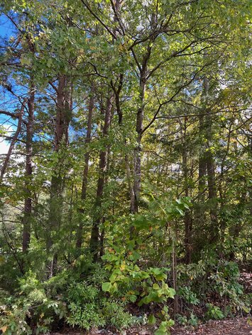 Image for Spotsylvania County Sale of Tax Delinquent Real Estate