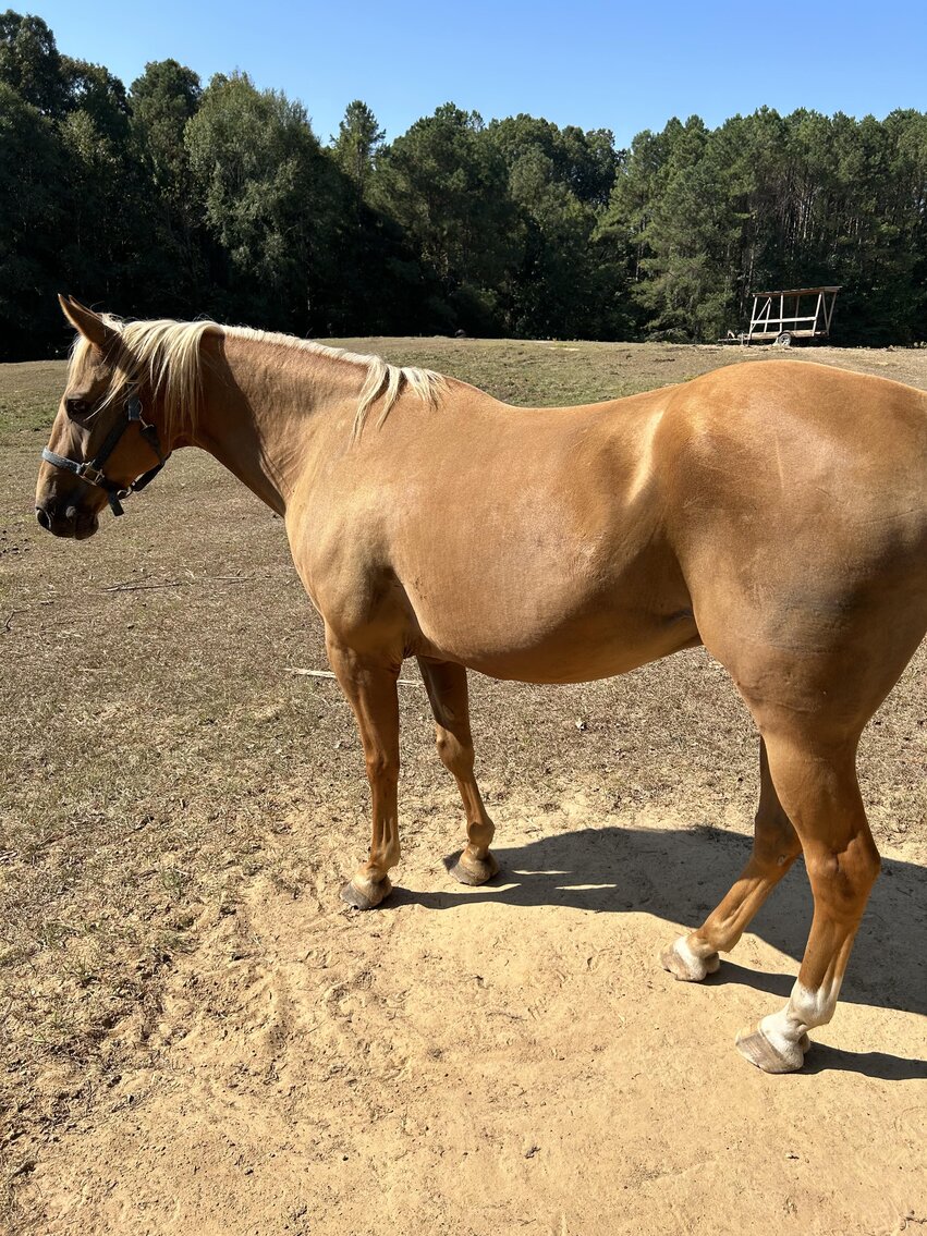 Image for Mize Horse Sale  SATURDAY October 21st