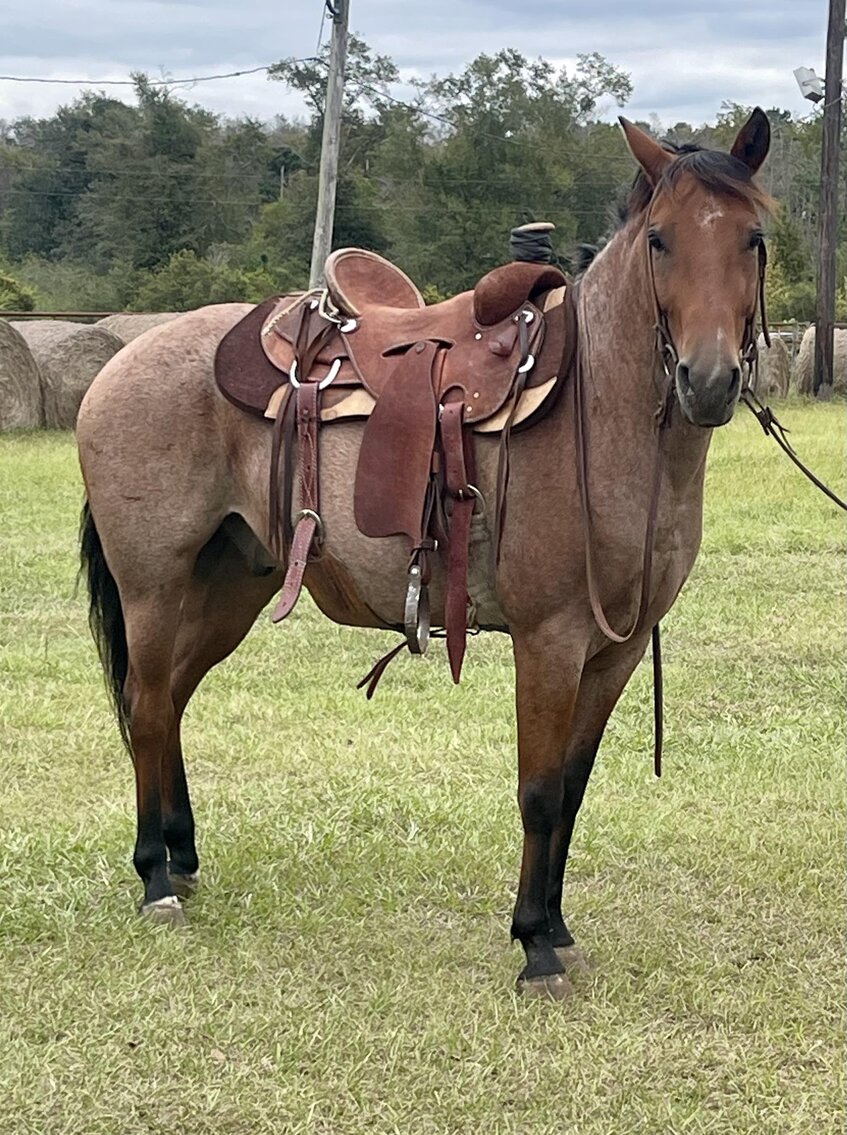 Image for Mize Horse Sale  SATURDAY October 21st