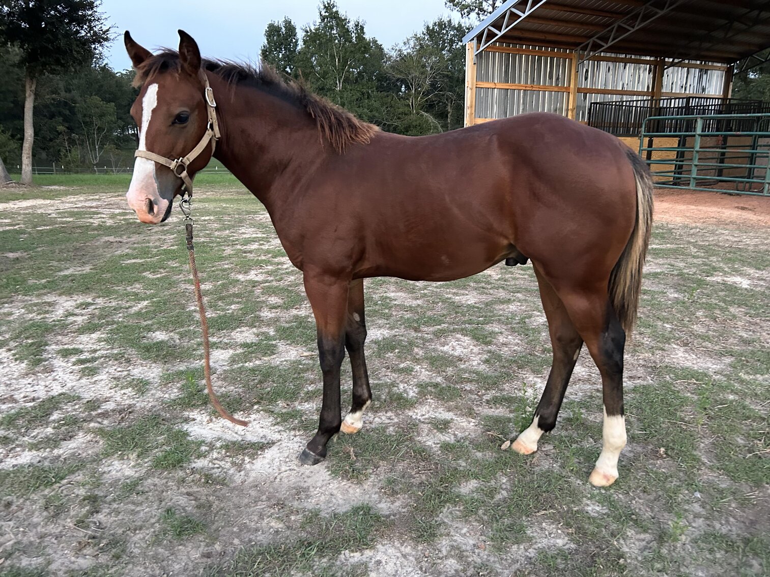 Image for Mize Horse Sale  SATURDAY October 21st