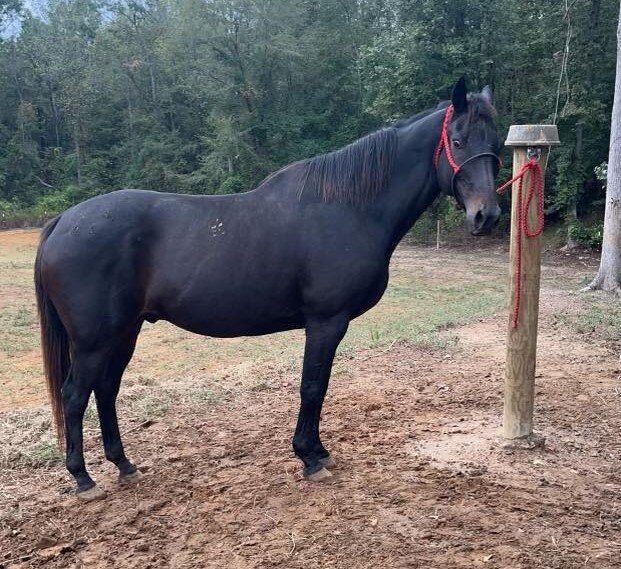 Image for Mize Horse Sale  SATURDAY October 21st