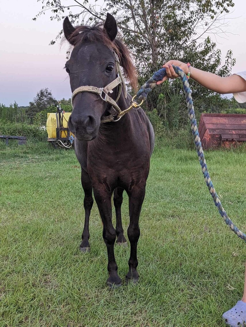 Image for Mize Horse Sale SATURDAY October 21st