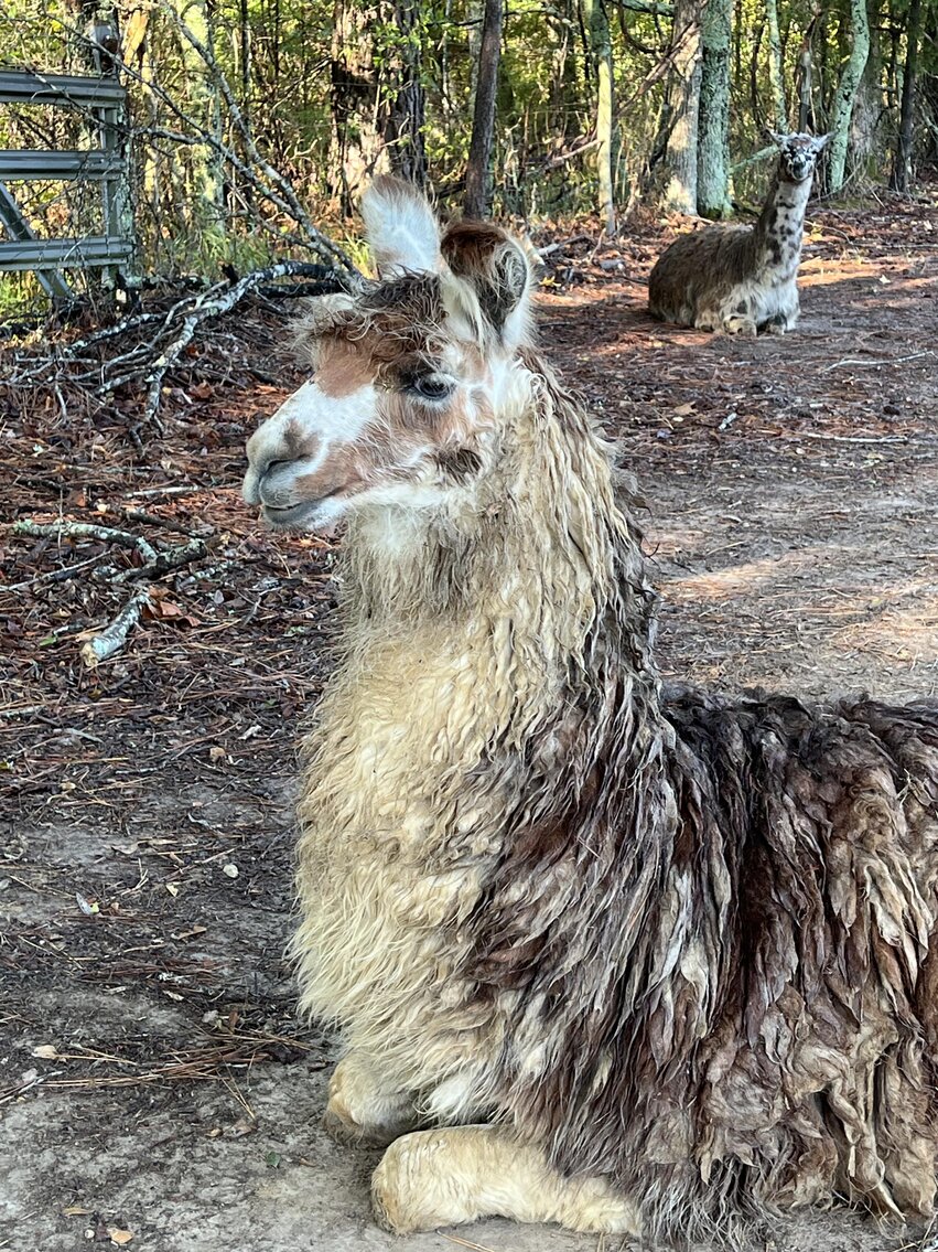 Image for Mize Horse Sale SATURDAY October 21st