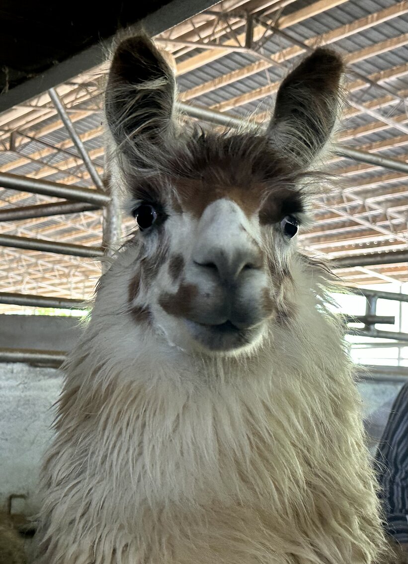 Image for Mize Horse Sale SATURDAY October 21st