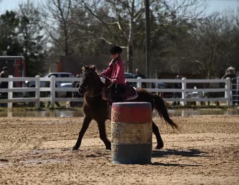 Image for Southern Premier Horse Sale, November 4th