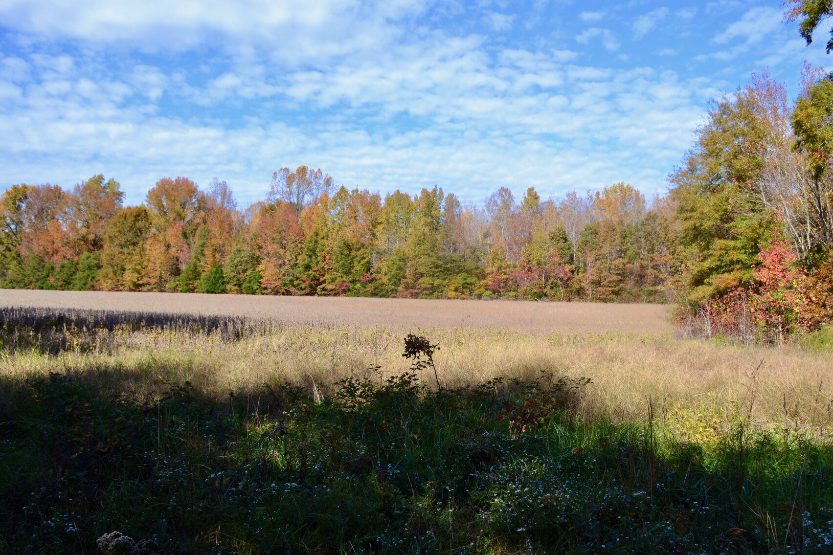 Image for 183 +/- Acres of Timber & Tillable Land in Spotsylvania County, VA--ONLINE ONLY BIDDING!!