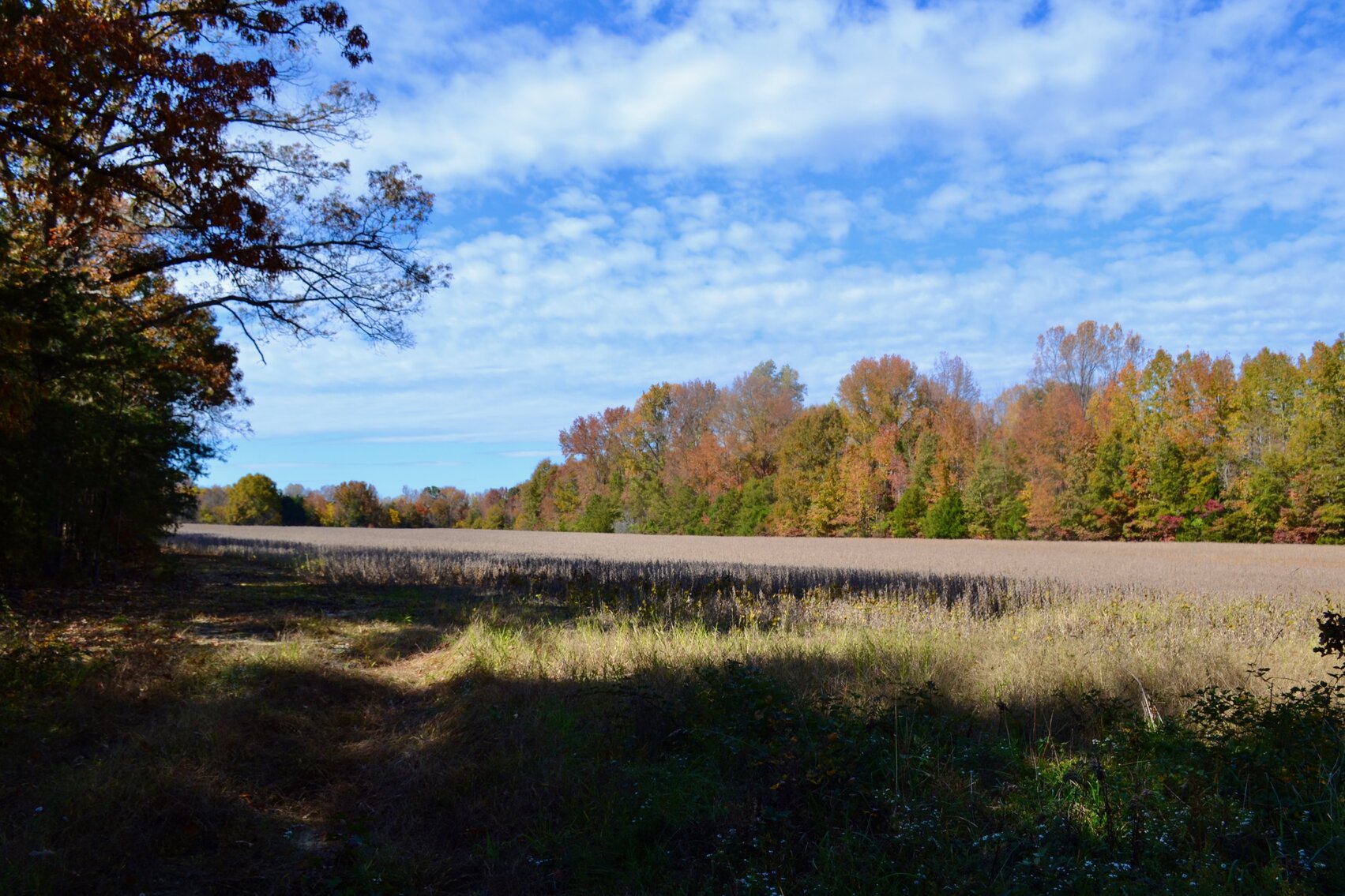 Image for 183 +/- Acres of Timber & Tillable Land in Spotsylvania County, VA--ONLINE ONLY BIDDING!!