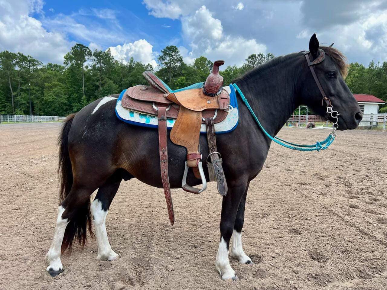 Image for Southern Premier Horse Sale, November 4th