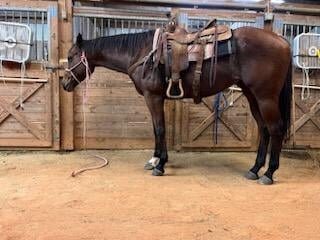 Image for Lumberton Horse Auction November 6th