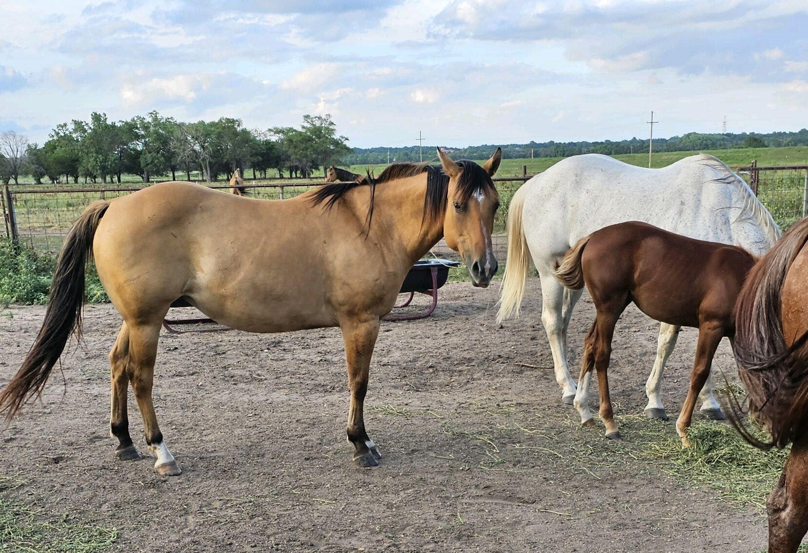 Image for Central Livestock Horse Sale -  November 11th -  South Hutchinson, Kansas
