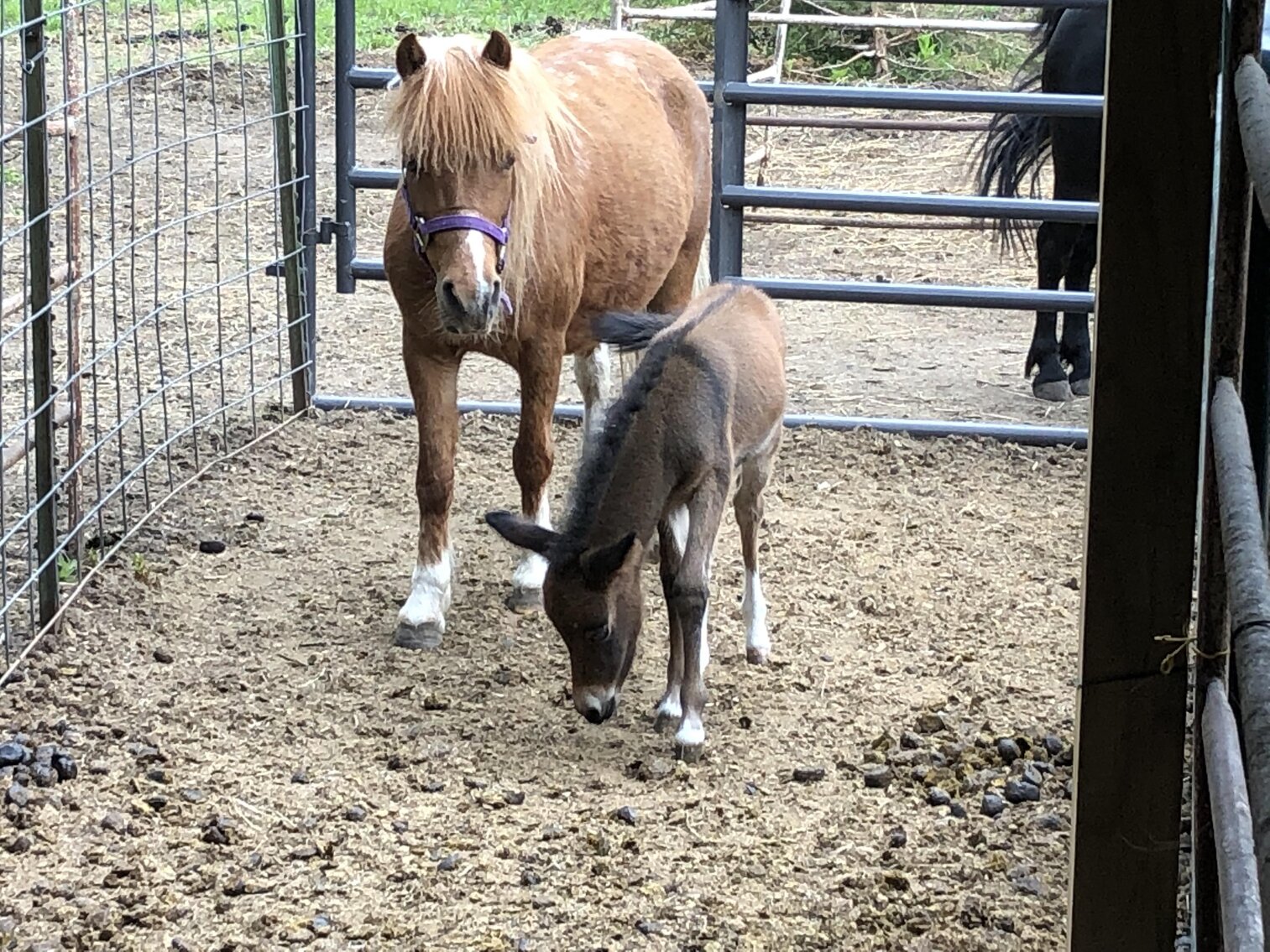 Image for Central Livestock Horse Sale -  November 11th -  South Hutchinson, Kansas