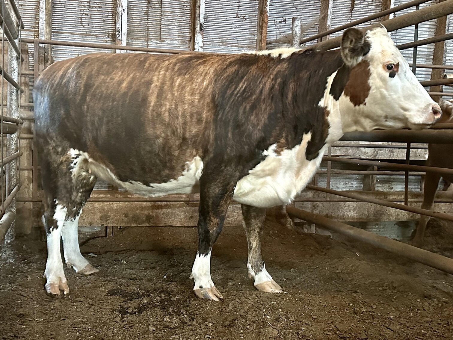 Image for Jones Livestock Auction THURSDAY November 2nd Jones, Oklahoma