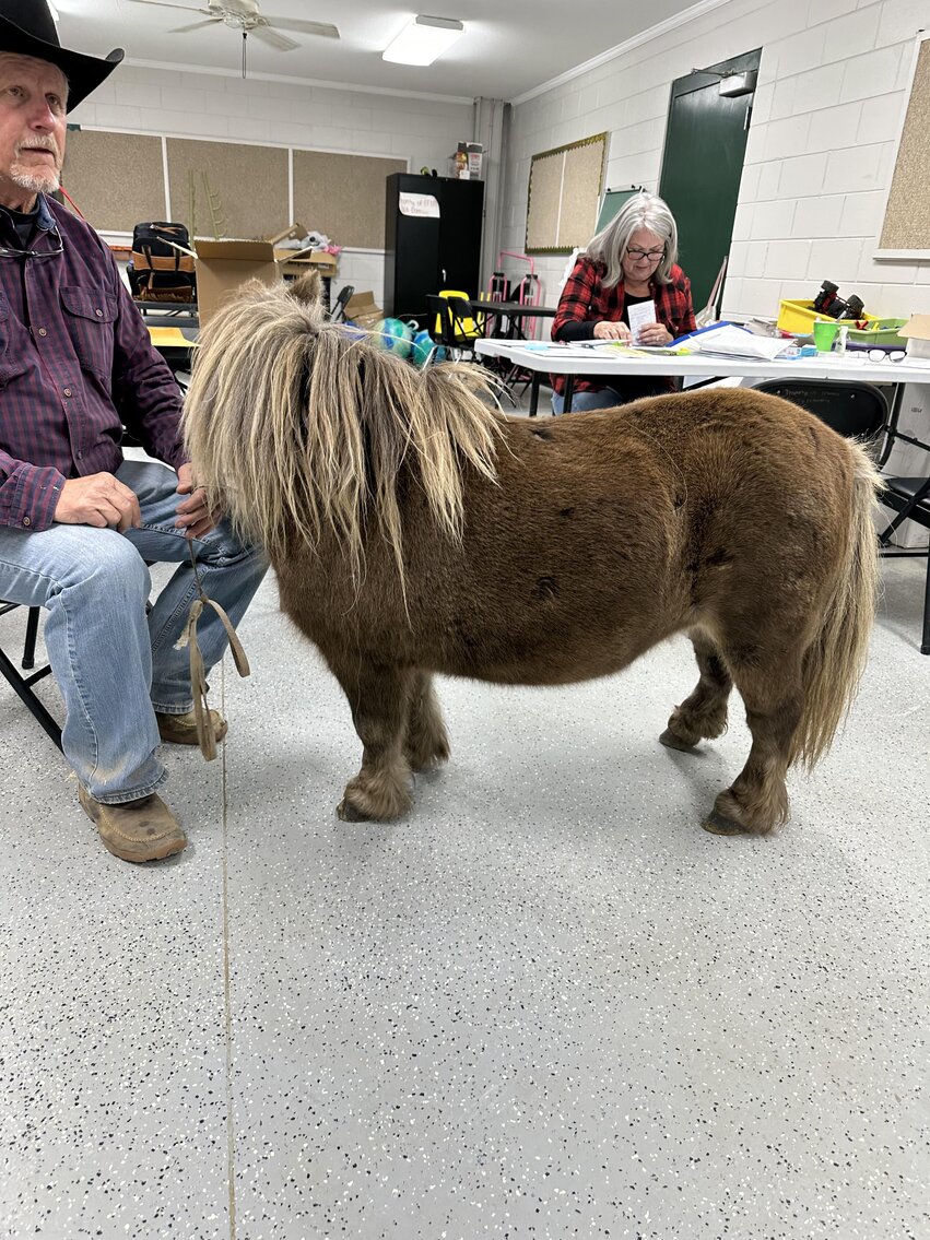 Image for Southern Premier Horse Sale, November 4th