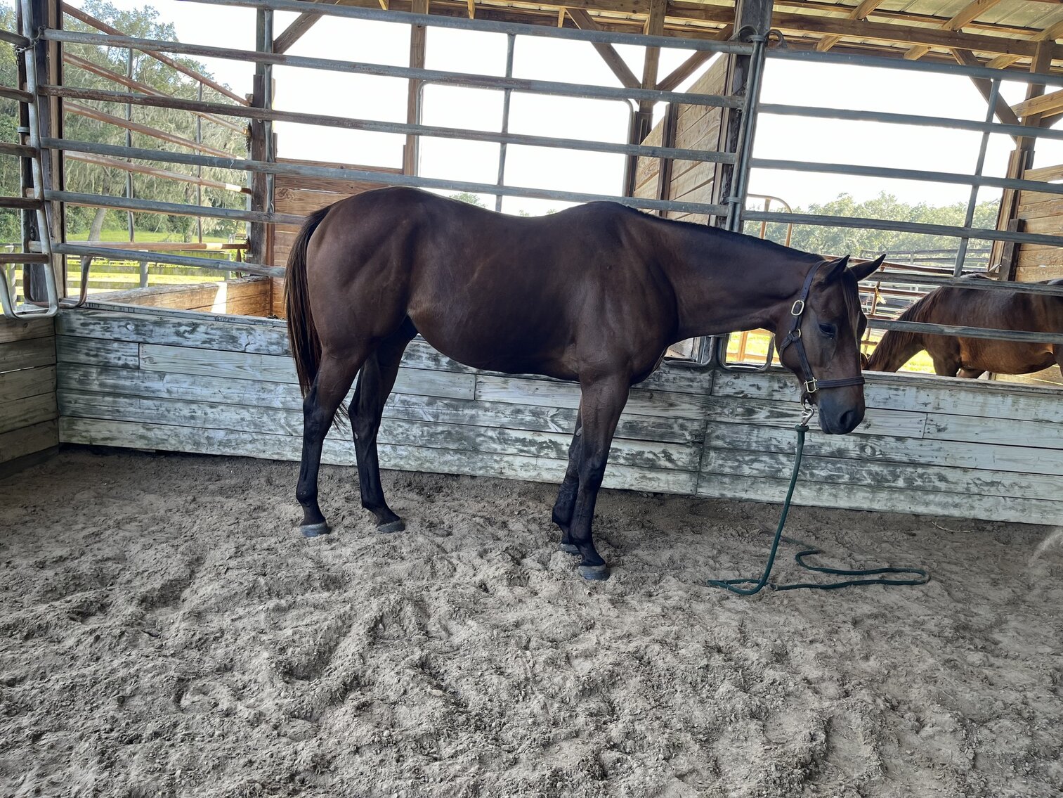 Image for Ocala Horse Sale November 18th - Ocala, Florida