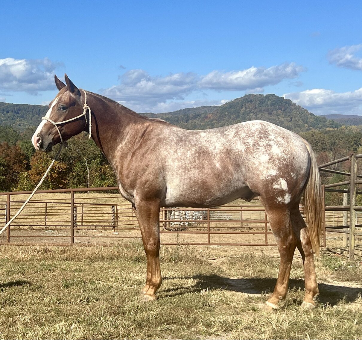Image for Interstate Regional Stockyards Horse Sale - Cuba, Missouri WEDNESDAY November 15th